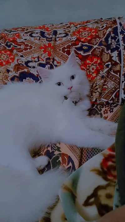 . . . . . . . . . . .