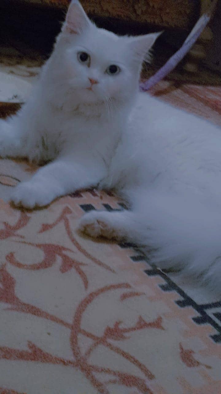 Persian cat 1