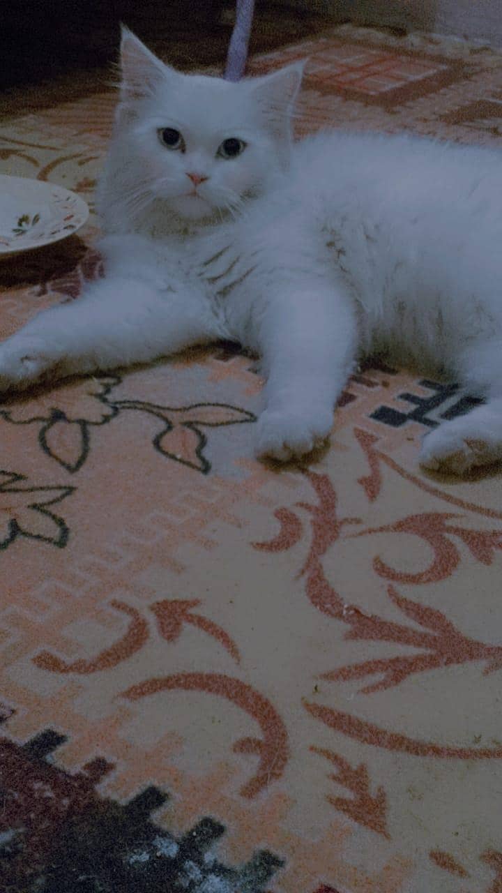 Persian cat 3