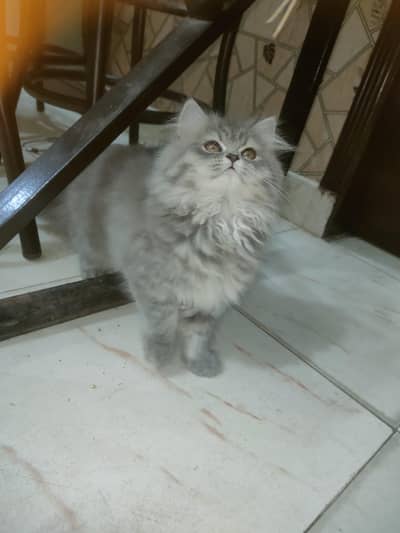 triple Coated Punch face male kitten