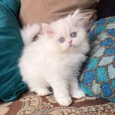 Persian cats My WhatsApp 03492207133 /&0009