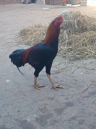 گھر ک پلا ہوا تندرست صحت مند مرغ