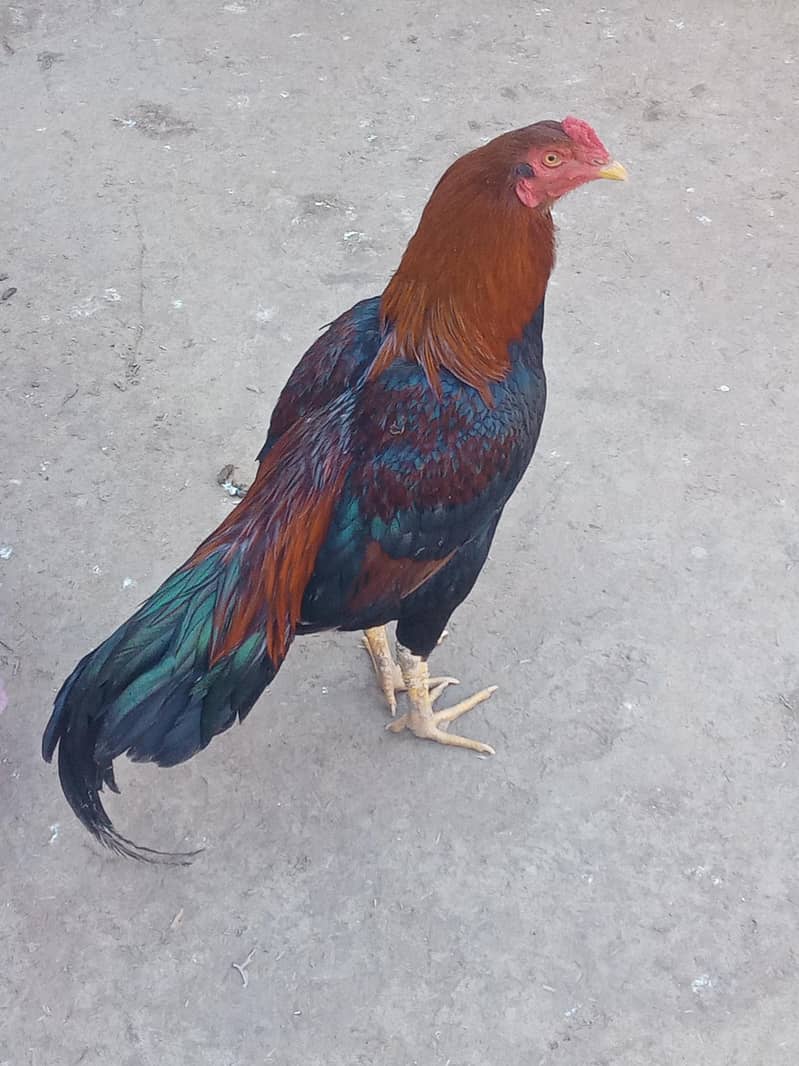 گھر ک پلا ہوا تندرست صحت مند مرغ 1