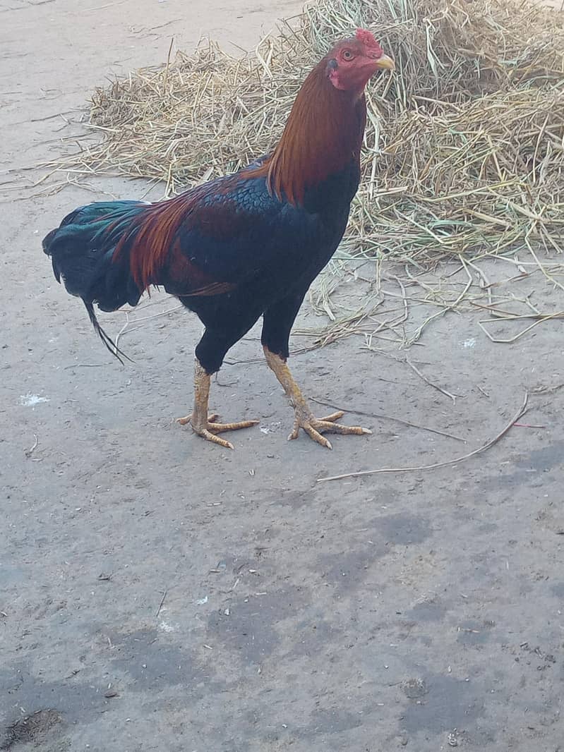 گھر ک پلا ہوا تندرست صحت مند مرغ 2