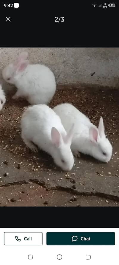 Newzealand Red eye rabbit for sale 03175088407