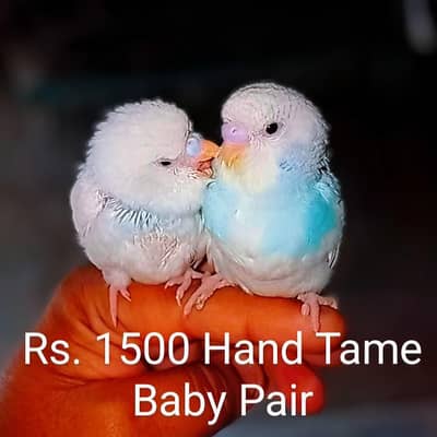 Budgie Hand Tame Baby Australian parrot