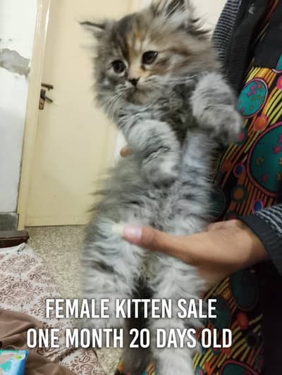 persian female kitten/TRIPPLE coat/ semi punchm, dol face/ kitten sale