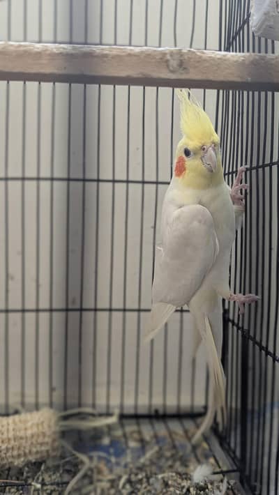 Urgent sale only interested people contact me munasib rate mey dedunga