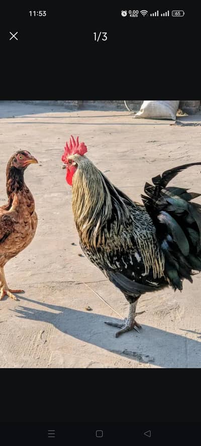 Chicken Tractor + Aseel Murghi + Murga/Murghi (Complete Set for Sale)