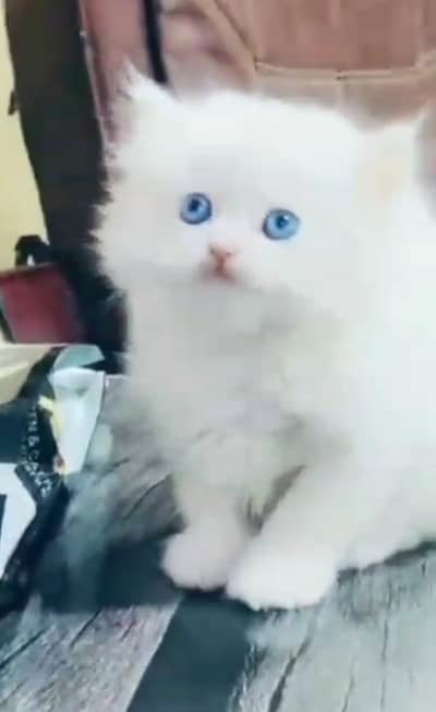 Persian Cat. Kittens for Sale may WhatsApp 03126762031