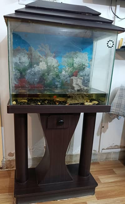 fish aquarium