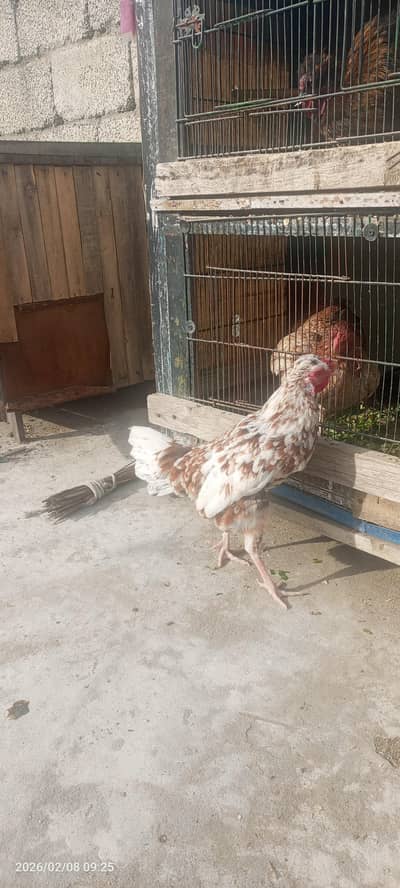 فینسی اصیل مرغ