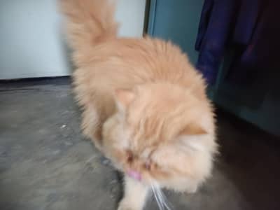 Parsian male ful active