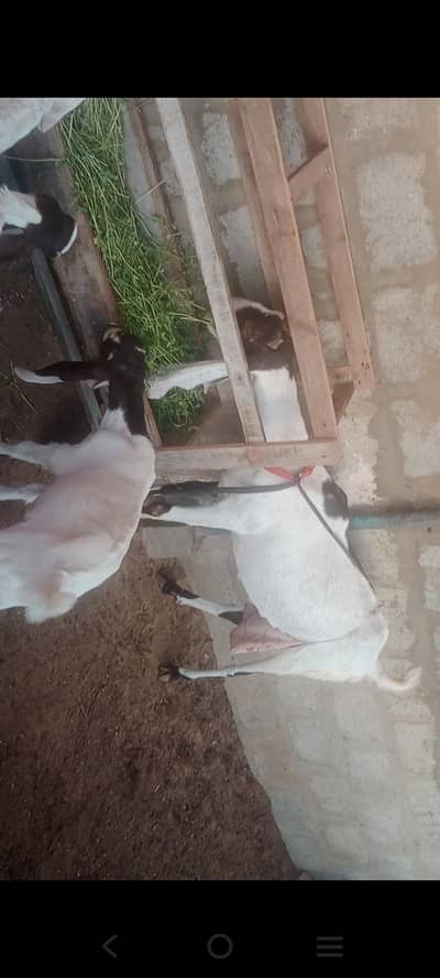 Selling my Goats, Bakriyan & Kids home setup