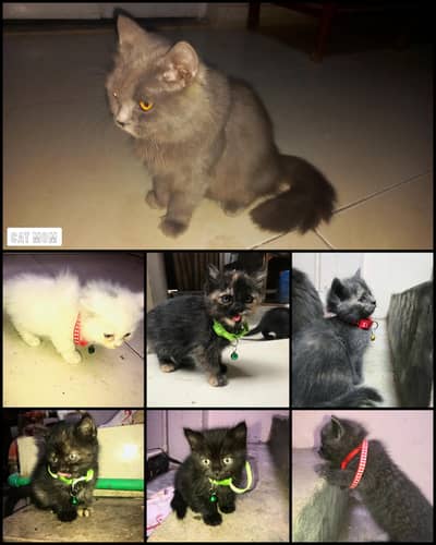 6 Adorable Kittens (40 Days Old) & Beautiful Mother Cat for Sale