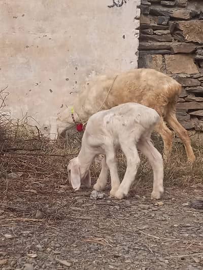 Mash Allah pure white dombe khere path ha sat ma Ala quality ka female