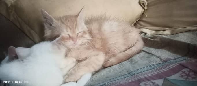 triple coated and double coated kittens age 2 month