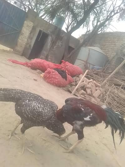 breed aseel heera my WhatsApp number 03263875929