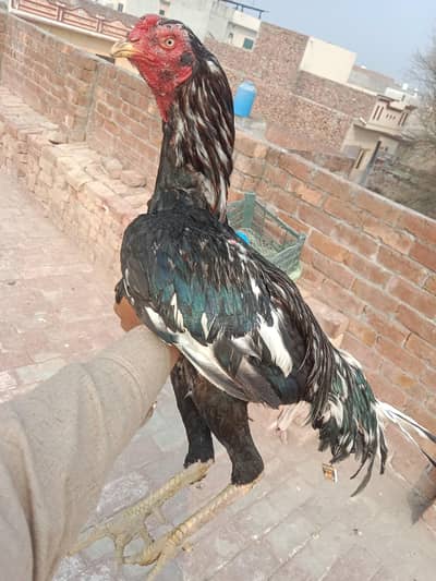 lasani murga Ghar ka