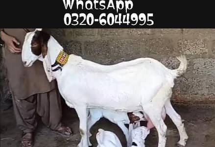 Gulabi Bakri Bacho Wali | Bakri For Sale