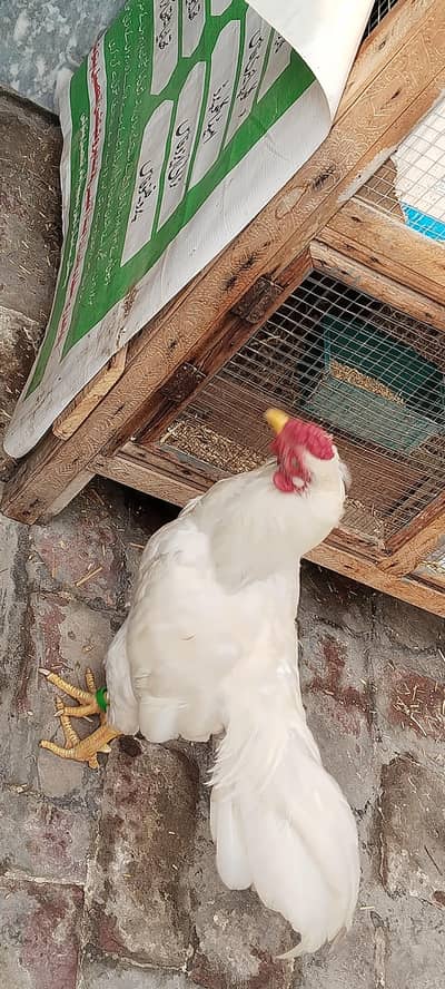 pure white Aseel shamo Hera available for sell