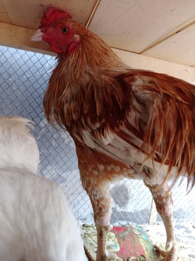 male namber 03019131734