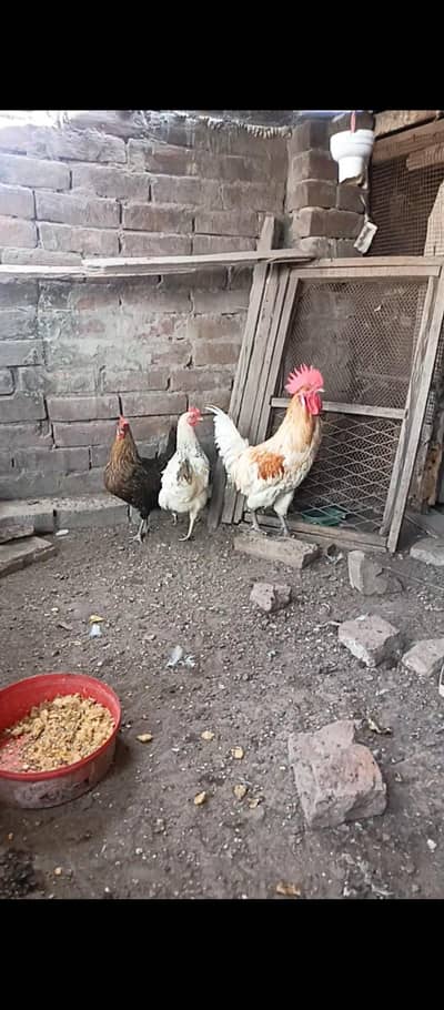 Desi egg laying hens set