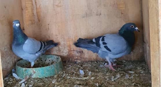 blue bar breeder pair