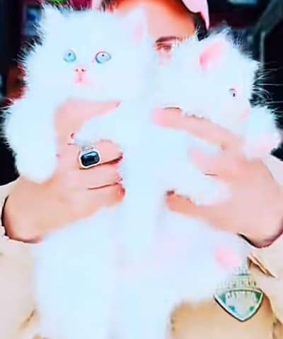 Persian kitten for urgent sale my WhatsApp number 032869729ten