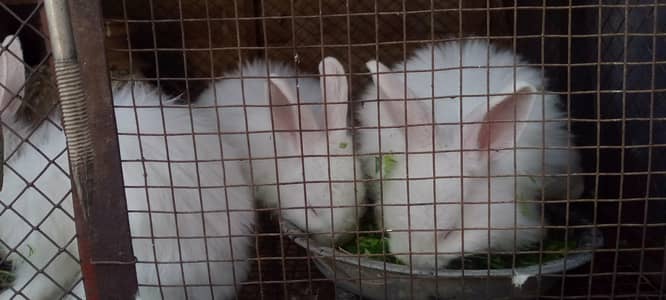 Angora Rabbits for Sale pairs