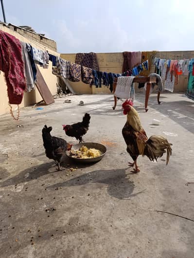 3 golden misri ,  1 murgha 2 murghi