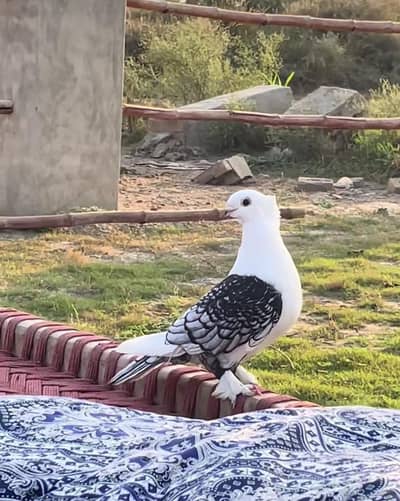 Need sentinent Males.