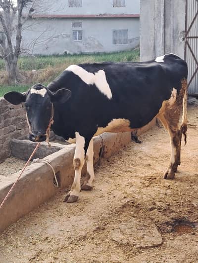 tika lga ha 10 din ho gya