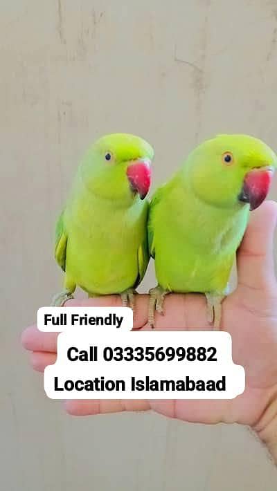 Single 7500 Hand Tamed Friendly Green Ring Neck Parrot's Male/Female