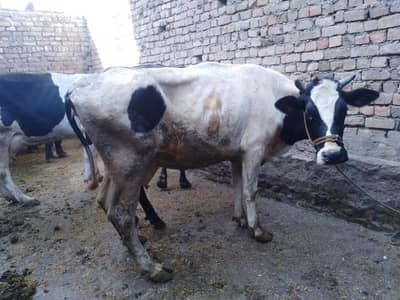 frezian cow for sale