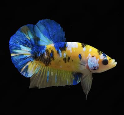 Bumble bee betta , frontosa , coridoras , oscar , paradise gourami