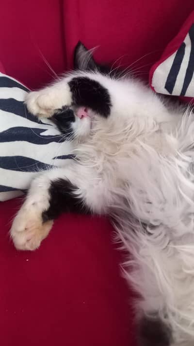 Beautiful 2-year age Cat  - Fully Trained & Vaccinated ( Accessories)