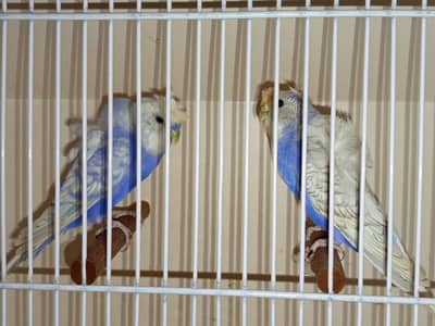 Hogoromo spilt black wing pair