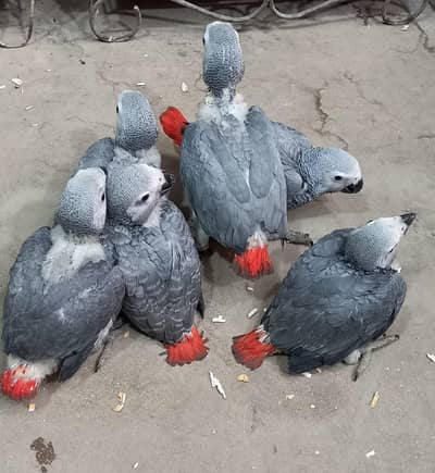African grey parrot chik 03363938133