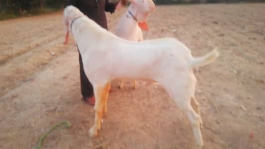 Qurbani ke liye Bakre for sale / + 03225280183