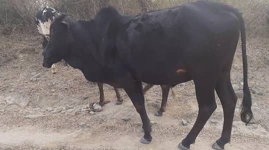 قربانی کے لیے تیار دو دانت وچھہ