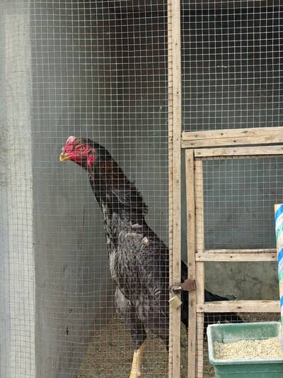 German Blue Shamo Male