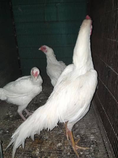 heera aseel for sale