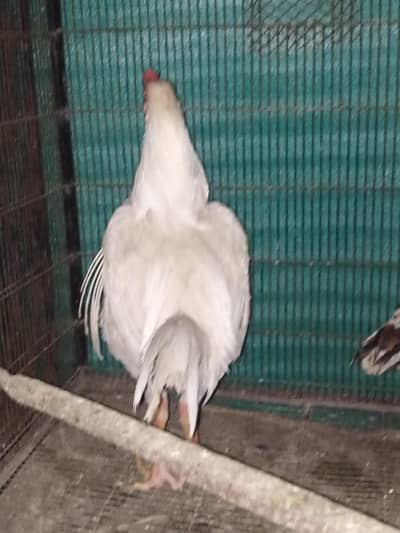 heera aseel for sale