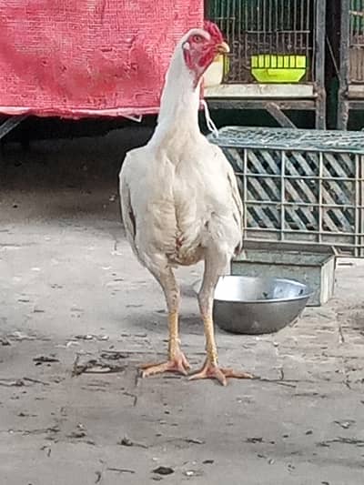 heera aseel for sale
