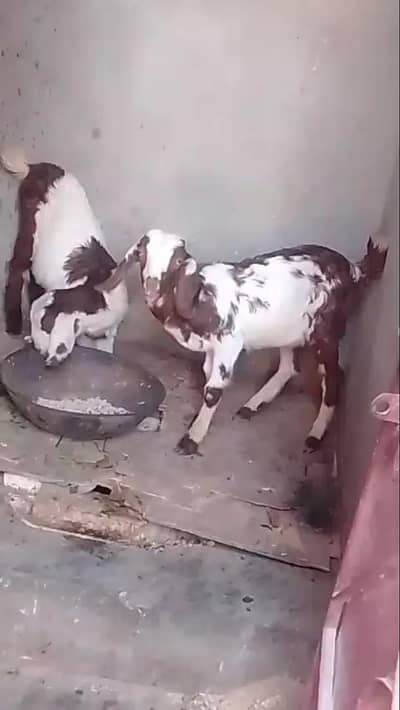 2 mel kids Jodi he with eyes pe he ek ek ka Halka with color he