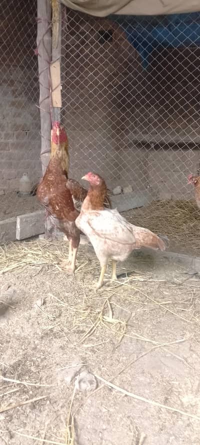Aseel Pair for Sale Best for Breeding