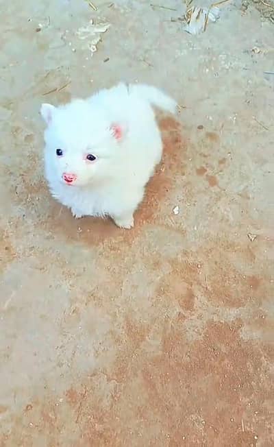 Russian puppy for sale 0309=0097784