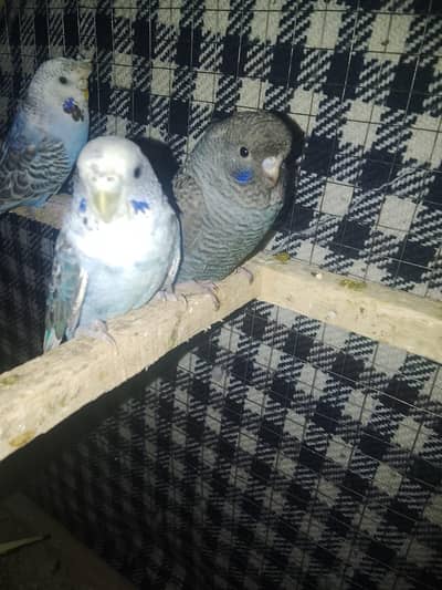 Combo Australian Blue Series Male