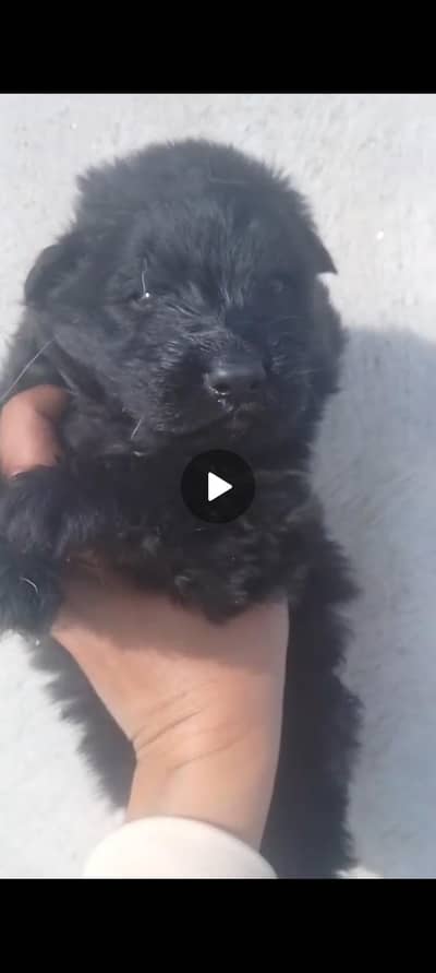 Black Gsd long coat Male puppy up for new home